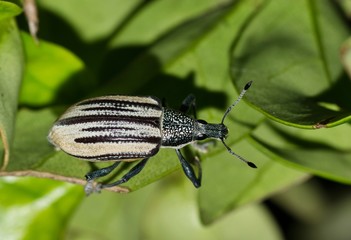 Diaprepes Root Weevil (Diaprepes abbreviatus) insect on plant leaves, nature destructive pest control garden Springtime.	