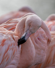 Pink plumage Chilean Flamingo (Phoenicopterus chilensis) preening feathers close up