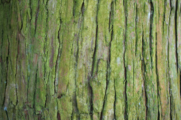 テクスチャ　コケの生えた木