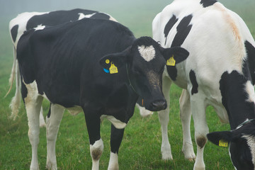 北海道 霧の城岱牧場