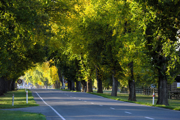 Straight road in a park in Queenstown, New Zealand