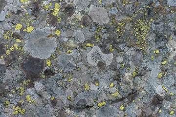 Lichen on the stone macrophotography