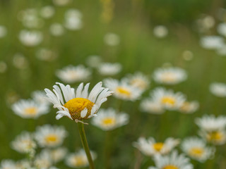 Gänseblümchen