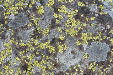 Lichen on the stone macrophotography