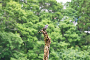 北海道 函館 函館山で見つけた鳥
