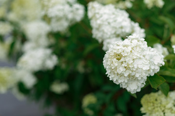 bouquet of white hydrangea flower blossom in morning garden