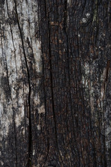 Rough texture of dry old wood