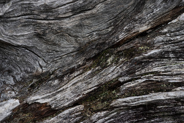 Rough texture of dry old wood