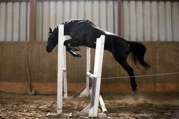 Beautiful young purebred horse jump over barrier. Free jumping in the riding hall