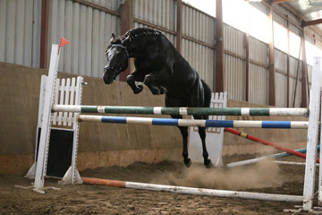 Thoroughbred young sport horse jumping over obstacles in the arena