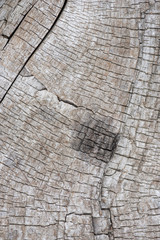 Rough texture of dry old wood