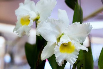 Cattleya Queen Sirikhit Orchid flower