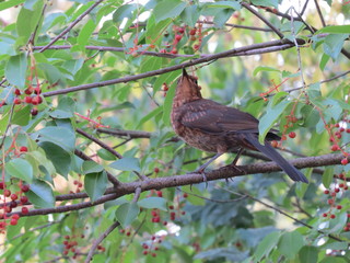 A brown