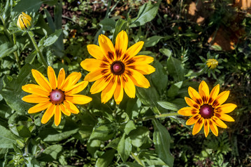 Orange Coneflower (Rudbeckia fulgida) in park, Central Russia