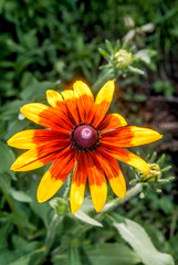 Orange Coneflower (Rudbeckia fulgida) in park, Central Russia