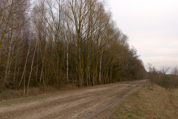 Obraz premium Trees growing on the side of a country road in the evening. A row of trees during twilight. Evening landscape. Leafless trees in spring.