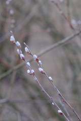 Willow catkins on a branch of a vine. Blurred background. Spring willow. Two thin willow branches.