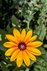 Orange Coneflower (Rudbeckia fulgida) in park, Central Russia