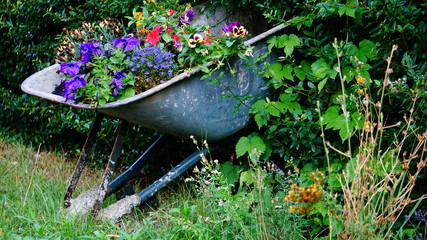 blumen karre