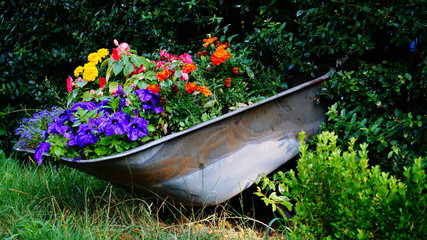 blumen karre in einer hecke