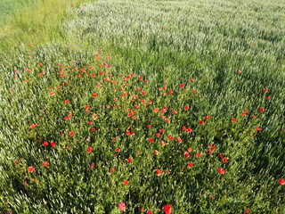 Fototapeta premium Red poppies on a wheat field on a sunny day, aerial view. Background.