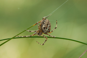 Pająk, krzyżak ogrodowy z góry - araneus diadematus © Radek