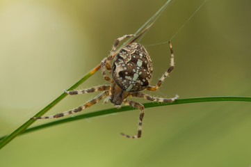 Araneus spider - insects in the wild