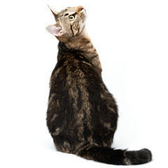 Cat tabby sitting isolated on white background.