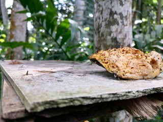 Insects  consuming a ripened fruit