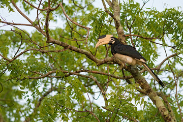 Malabar Pied-hornbill - Anthracoceros coronatus, large hornbill from Indian subcontinent, Sri Lanka.
