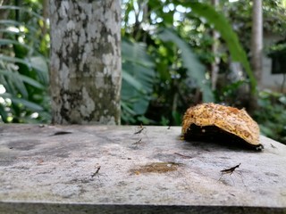 Insects  eating fruit