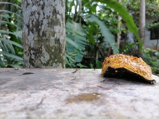 fruit flies and other insects eating fruit