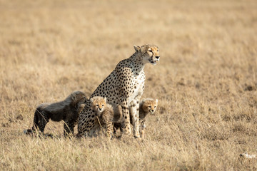 Cheetah mother and four cubs sitting down in grassy plains of Serengeti Tanzania