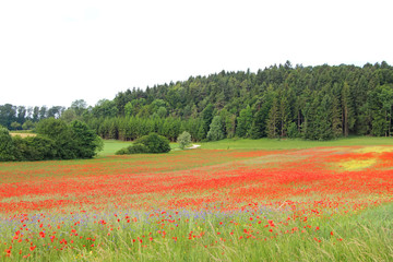 Wildblumen - Mohn in der Natur