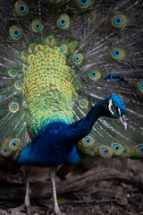 Peacock posing and looking in Barbados