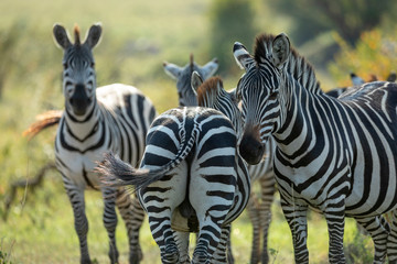 Naklejka premium Group of zebra standing together in warm afternoon light in Masai Mara Kenya