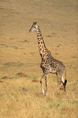 Naklejka na ściany i meble Adult male giraffe walking in the plains of Masai Mara in Kenya