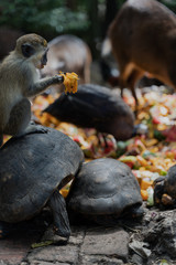 Monkey holding fruit sitting on a turtle