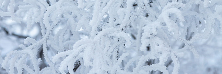 Snow and rime ice on the branches of bushes. Beautiful winter background with trees covered with...