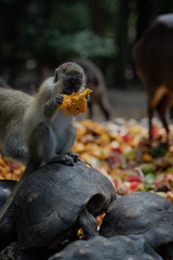 Monkey eating fruit sitting on a turtle