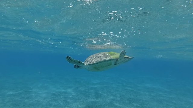 Slow motion, Sea turtle resting under the surface of blue water swinging on the waves. Green Sea Turtle (Chelonia mydas), Red Sea, Egypt