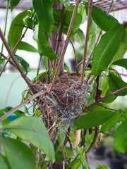 bird nest on a tree