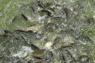 The fish are eating food in the pond,Feeding of Tilapia