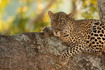 Adult leopard with beautiful eyes resting on a tree branch in Kruger Park South Africa