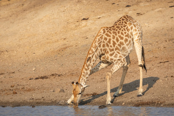 Fototapeta na wymiar Adult giraffe bending down drinking from waterhole in Kruger South Africa