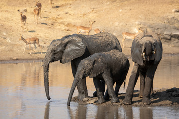 Three sub adult elephants standing at water's edge drinking in Kruger South Africa