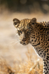 Vertical portrait of leopard's face in Khwai Okavango Delta Botswana