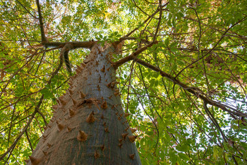 Close-up of a tree trunk with large thorns, Ceiba Speciosa or Chorisia Speciosa silk floss tree