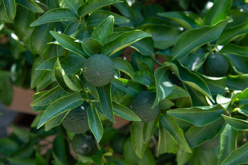 柚子の実、成長中