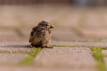 Kleiner Spatz